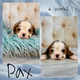 Pax - Blenheim male Cavalier King Charles Spaniel puppy in De Pere, Wisconsin from Rose Garden Kennels