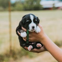 Green Collar - Kiwi - Black tri male Miniature American Shepherd puppy in Enumclaw, Washington from Mount Peak Mini American Shepherds