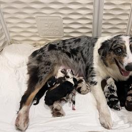 Penny - Australian Shepherd