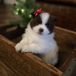 Pomeranian Puppies from Wheresmil0