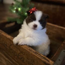 Pomeranian Puppies from Wheresmil0
