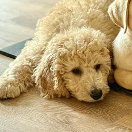 Bailey - Apricot male Labradoodle puppy in Middleboro, Massachusetts from Highland Farm