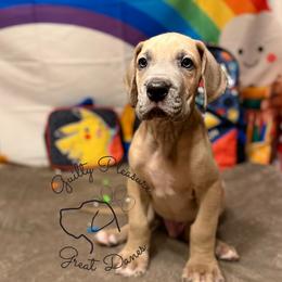 Dewdrop - Blue male Great Dane puppy in Norton, Ohio from Guilty Pleasure Great Danes & Frenchies