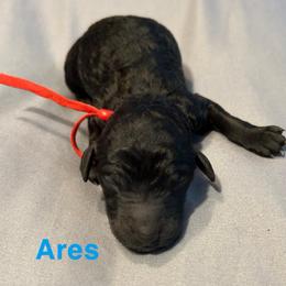 Ares - Black male Poodle puppy in Little Compton, Rhode Island from Shippee’s Standards