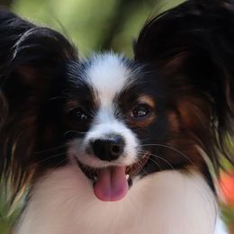Papillon All Grown Up from DogBond