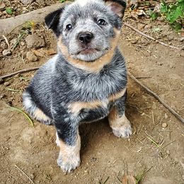 Australian Cattle Dog and Pembroke Welsh Corgi Puppies from Leatherman Quarter Horses