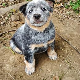 Australian Cattle Dog and Pembroke Welsh Corgi Puppies from Leatherman Quarter Horses