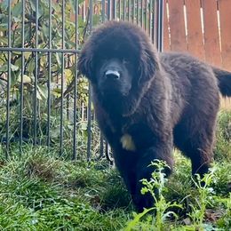 Cassia - Black female Newfoundland puppy in Marysville, Washington from Black Lions Newfoundlands
