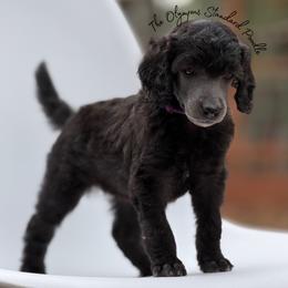 Mor - Silver female Poodle puppy in Spring Hills, Florida from The Olympus Standard Poodle