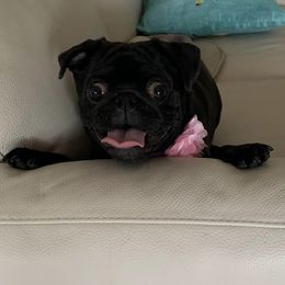 Pug Puppies from Camp Pug