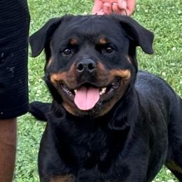 Ameila - Rottweiler