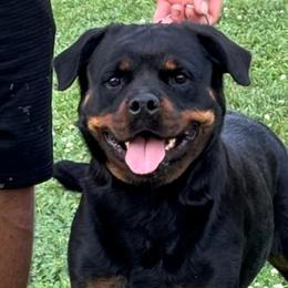 Ameila - Rottweiler