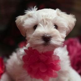 Red Collar Female - White female Miniature Schnauzer puppy in Sacramento, California from Hardcastle Family Schnauzer’s