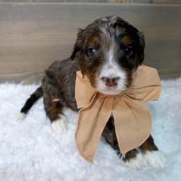 Ralphie - Merle male Bernedoodle puppy in Bowling Green, Ohio from Windy Creek Doodles