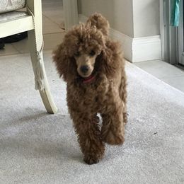 Jack - Poodle