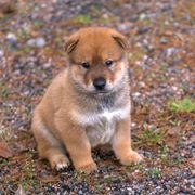 Kishu Ken and Shikoku Puppies from Akiyama no Roushya