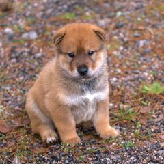 Kishu Ken and Shikoku Puppies from Akiyama no Roushya