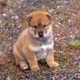 Kishu Ken and Shikoku Puppies from Akiyama no Roushya