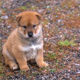 Kishu Ken and Shikoku Puppies from Akiyama no Roushya