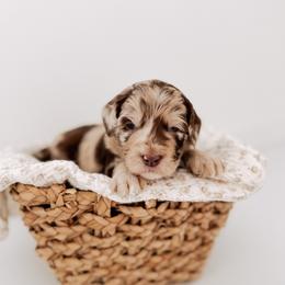 Earth Song - Merle female Goldendoodle puppy in Syracuse, Indiana from The Doodle Cove