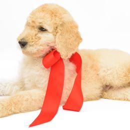 Poodle Puppies from DoodleHaven