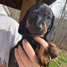 Tyla - pending evaluations for our keeper - Black and tan female Dachshund puppy in Richmond, Kentucky from Cemcade Dachshunds