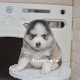 Ranger - Gray and white male Pomsky puppy in Coos Bay, Oregon from Ocean View Pomskies