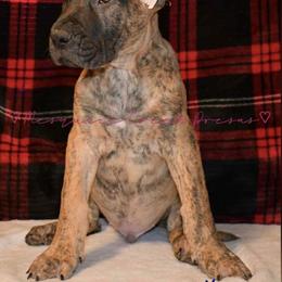 Perro de Presa Canario Puppies from Mesquite Creek Kennels
