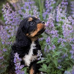 Zinnia(now assigned with violet) - Black and tan female Cavapoo puppy in Battle Lake, Minnesota from Panda Puppies