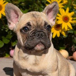 Tubby Lumpkins - Fawn and white male French Bulldog puppy in Fairland, Oklahoma from Priscilla's Frenchies
