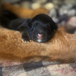 2 - Black and red male German Shepherd puppy in Pickens, South Carolina from Von Maqqedah Haus German Shepherds