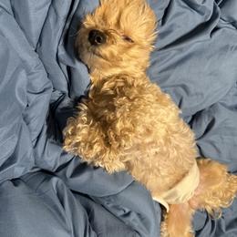 Maltipoo All Grown Up from Tiffany Akins