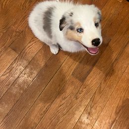 Girl 4 - Dilute blue Australian Shepherd puppy in Carr, Colorado from Tomahawk Australian Shepherds