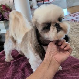 Risky - Gold and white female Shih Tzu puppy in Pleasant Hill, Missouri from Misty Dajavue Shih-Tzu