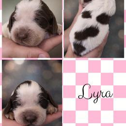 Lyra - Liver white and roan female English Springer Spaniel puppy in Florida from Thunderbird Springers