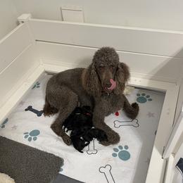 Poodle puppies from Sweet Standards