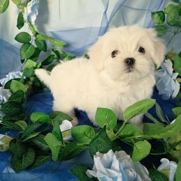 Male 4 - White male Maltese puppy in Fresno, California from Soua's Pups