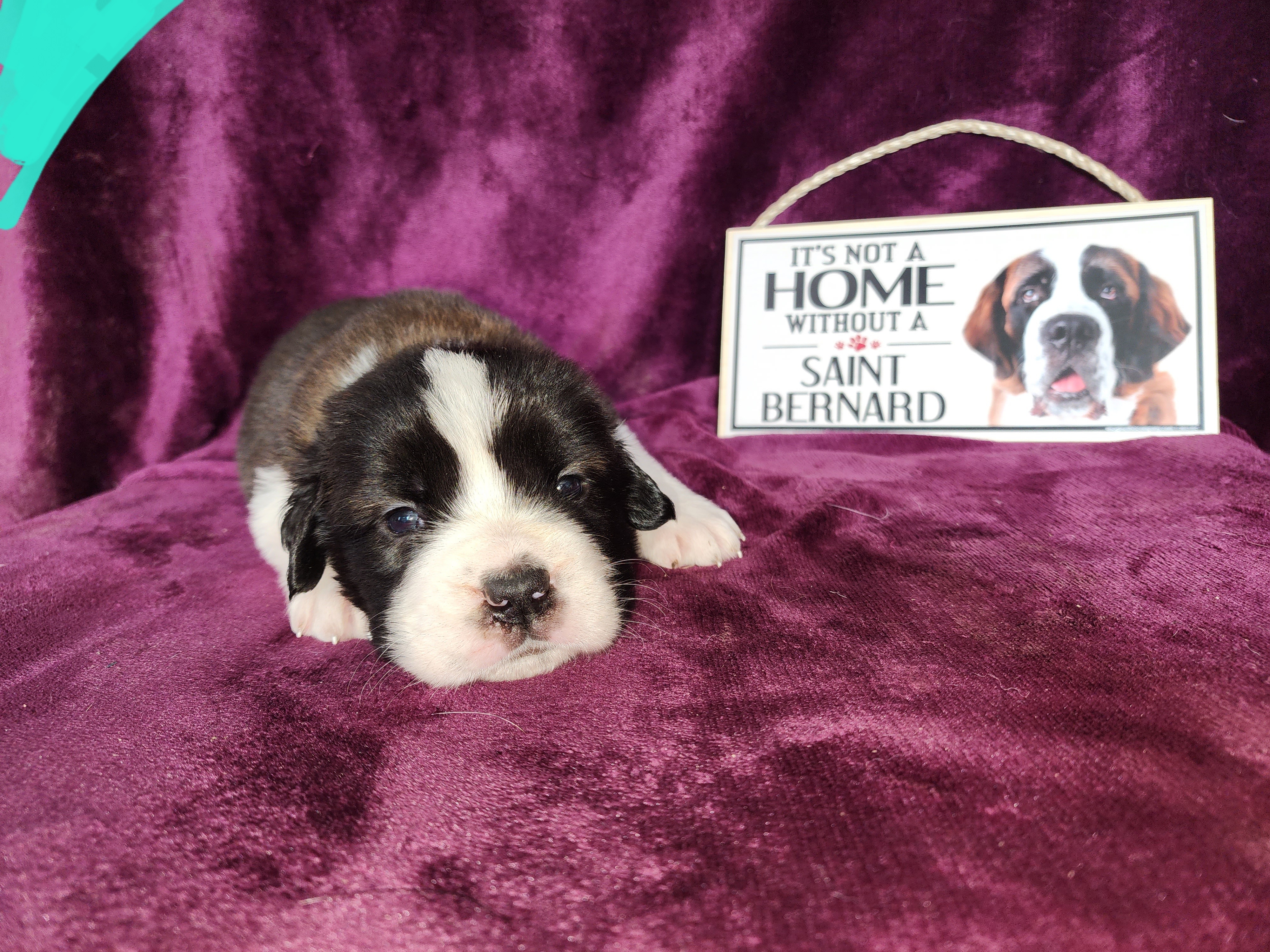 Saint Bernard Puppies from Tonya Tate's Saint Bernards