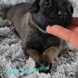 Teeze's Turquoise - Mahogany female Belgian Malinois puppy in Berry, Alabama from North River k9
