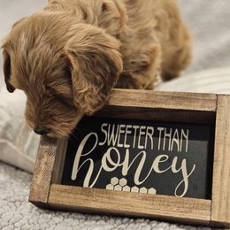 Goldendoodle Puppies from Pemberley Puppies