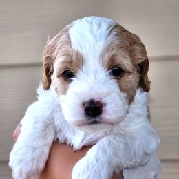 Orange - Blenheim female Cavapoo puppy in Georgetown, Texas from Mc Doodles of Texas LLC