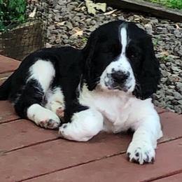 English Springer Spaniel Puppies from Cherri Furness