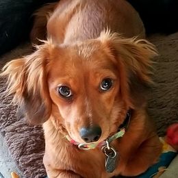 Anna - Dachshund
