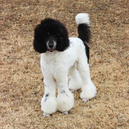 Aussiedoodle, Bernedoodle, and Poodle All Grown Up from Miller's Doodles