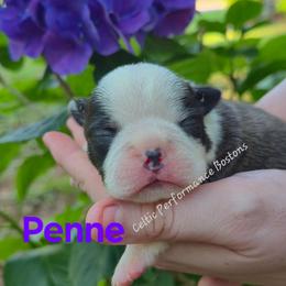Penne - Black brindle and white female Boston Terrier puppy in Griffin, Georgia from Celtic Performance Bostons