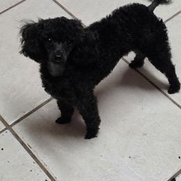 Jakarra - Black male Poodle puppy in Casselberry, Florida from McIntosh Toy Poodles