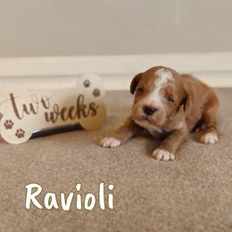 Ravioli (Blue Collar) - Red  male Goldendoodle puppy in Guthrie, Oklahoma from Edmond Doodles, LLC