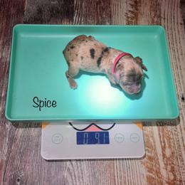 Spice - Merle female Cockapoo puppy in Hermiston, Oregon from Columbia River Cockapoos