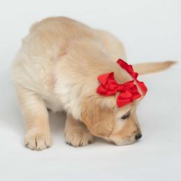 Golden Retriever Puppies from Valley County Goldens