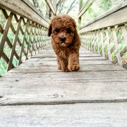 Australian Labradoodle, Bernedoodle, and Cavapoo Puppies from Doodles of Oz